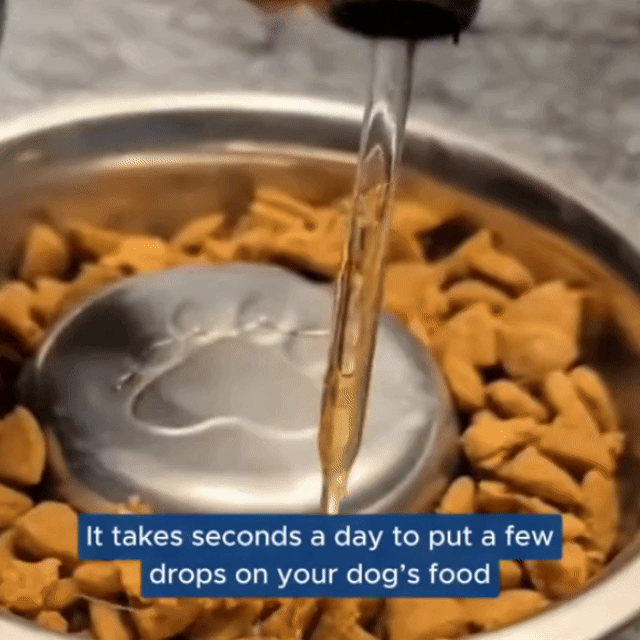 Dogs Actually Love It