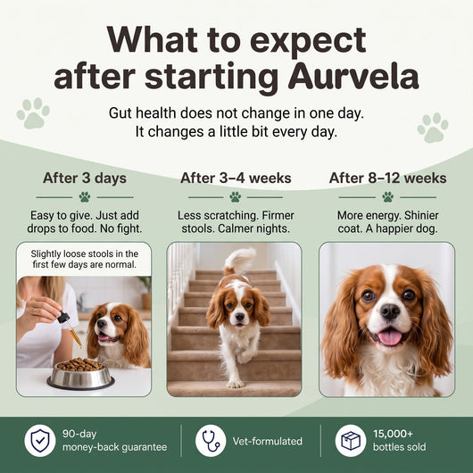 Aurvela™ Parasite Cleanse Drops